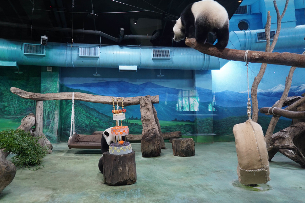 台北动物园大熊猫圆仔圆宝姊妹减肥进行时