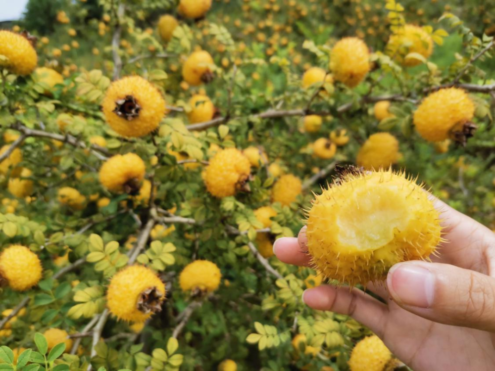 金灿灿 圆滚滚!清镇市新店镇1590亩增收致富"希望果"丰收