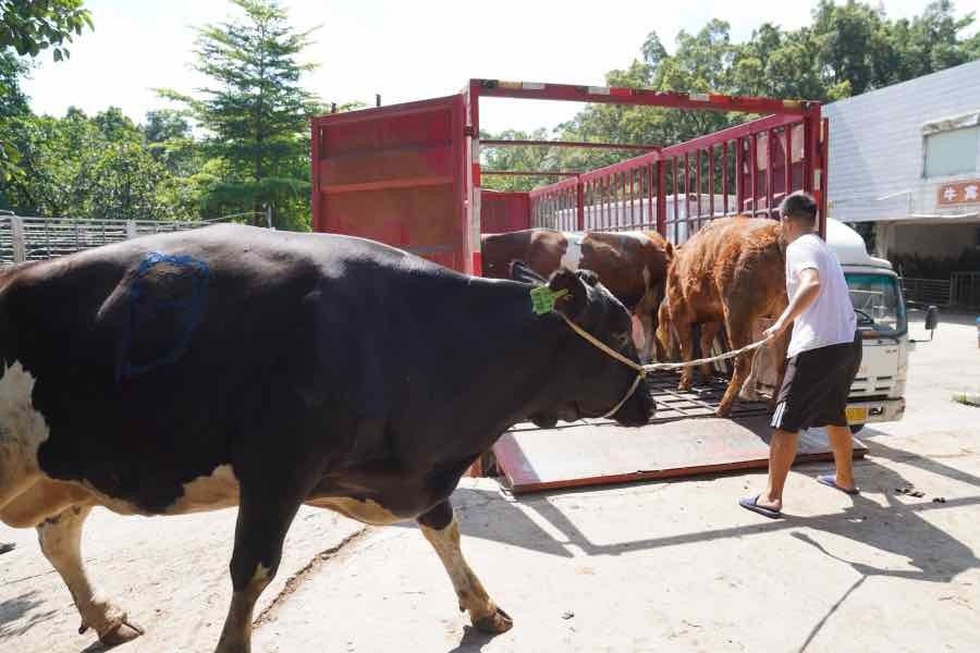 东莞数百年横沥牛行每年牛只交易量超十万头