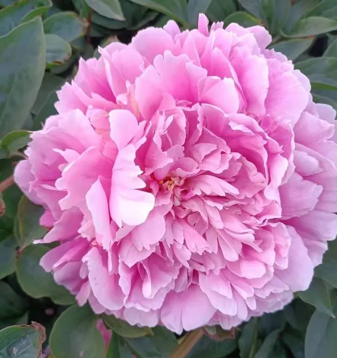 裸根芍药这样种,发根快不烂根,春天开花多!