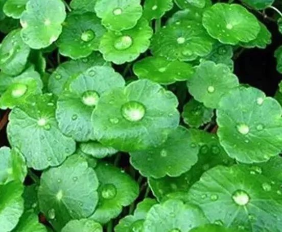 积雪草的功效与作用,积雪草的用法和用量