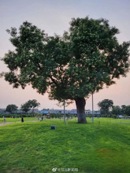 石家庄有一棵浪漫心形树