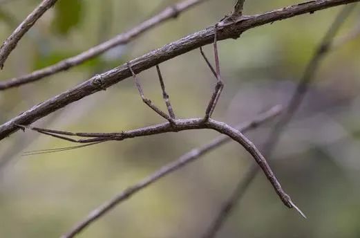 原来伪装界的"扛把子"竟是它?
