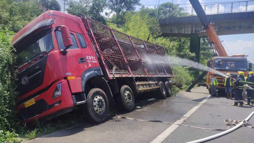 沅陵:满载生猪货车侧翻高速 消防紧急冲凉降温转移
