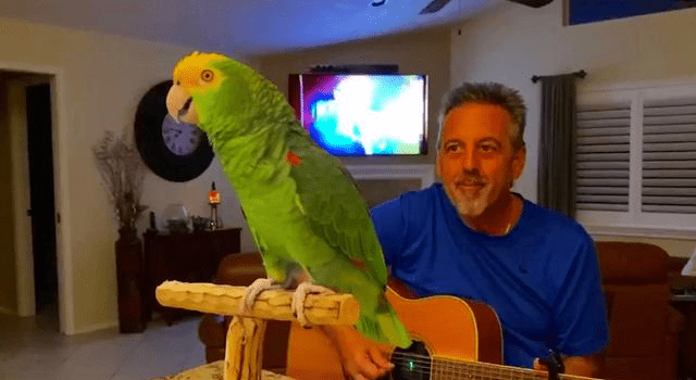 每当主人弹吉他,鹦鹉主动"唱歌",咋教出来的?