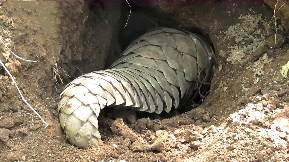 广东发现8吨穿山甲鳞片,为何大都发往安徽亳州?