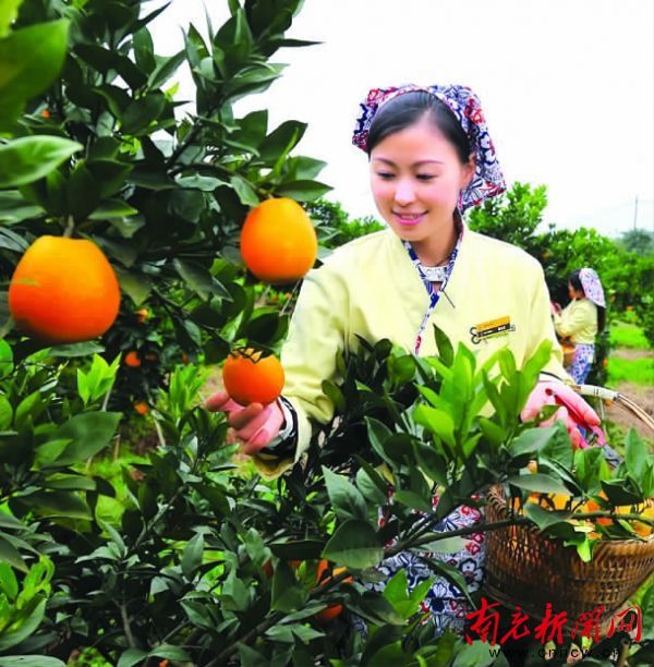 南充柑橘