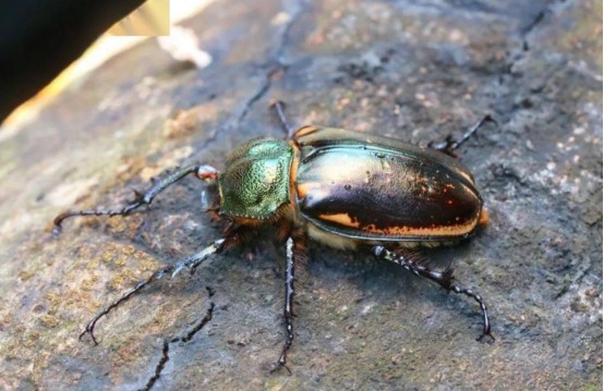 野外灭绝39年后阳彩臂金龟再次现身灭绝物种为何会复活