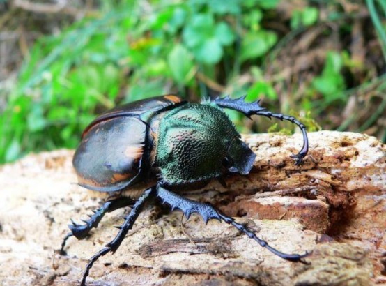野外灭绝39年后阳彩臂金龟再次现身灭绝物种为何会复活