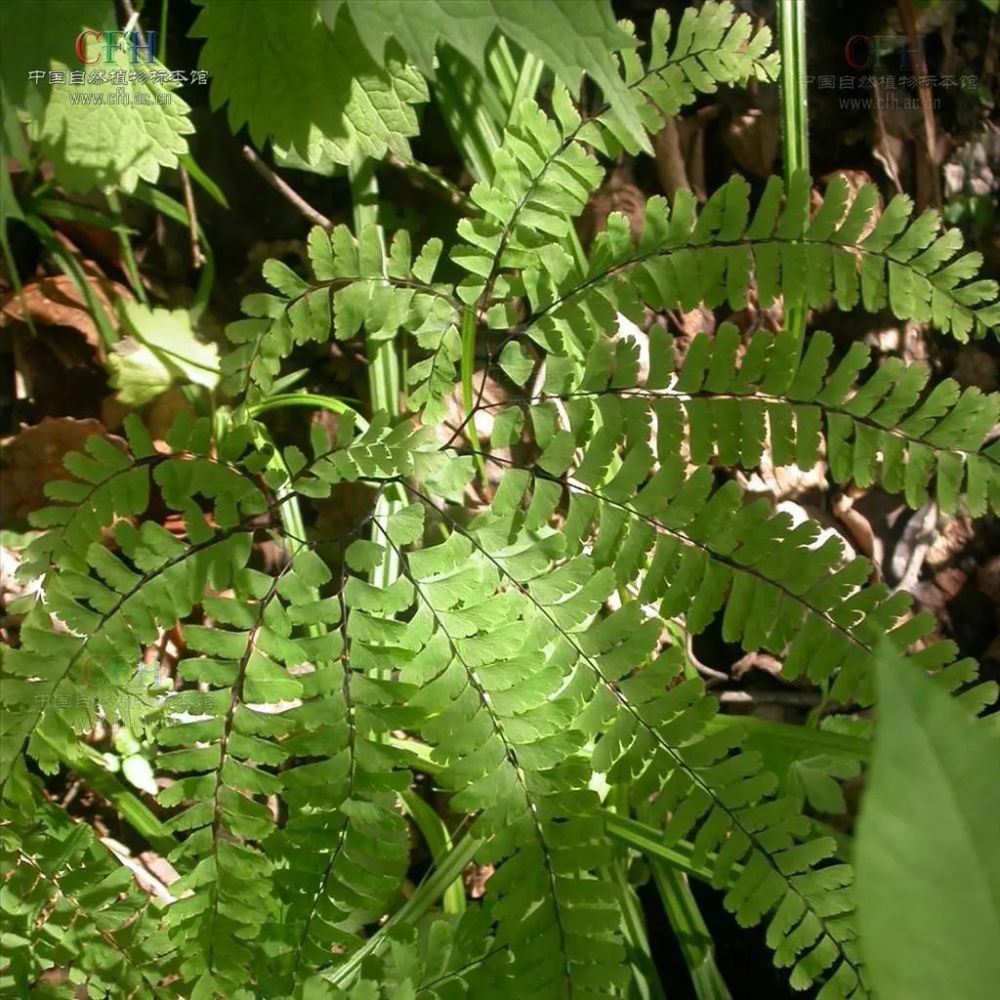 南方阴生植物图片