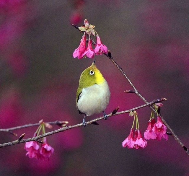 鸟语花香醉人心脾