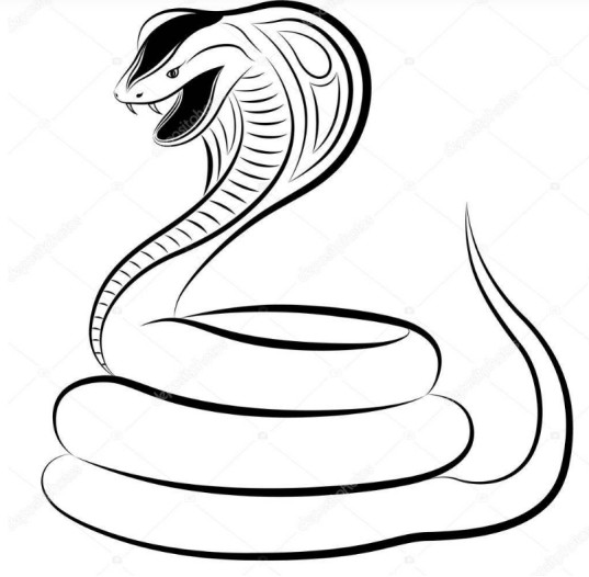 眼镜王蛇是地球上体型最大的毒蛇之一,最长的个体可超过5米,主要分布