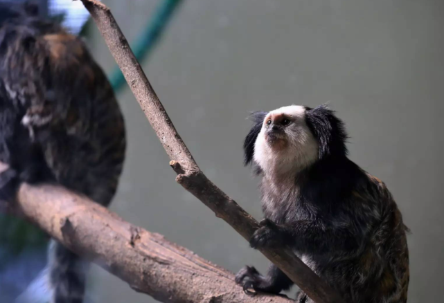 长相酷似山海经的人面兽狨被人说像妖怪它不要面子的吗