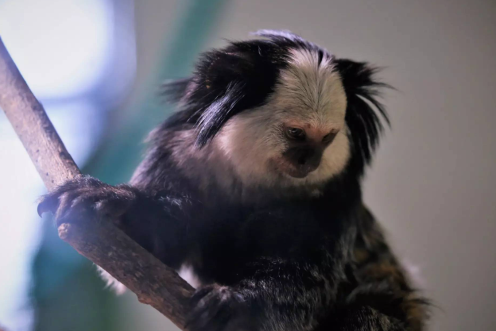 长相酷似《山海经》的人面兽,狨被人说像妖怪,它不要面子的吗?