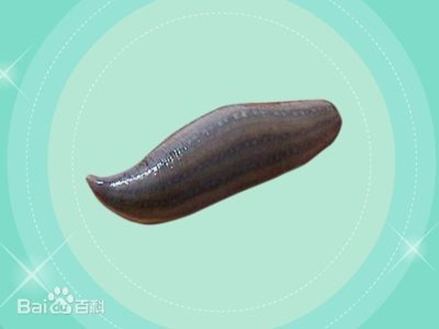 水彘蜂又名蚂蟥,在云南令人谈虎色变的"水彘蜂",是种浅水生虫类,十分