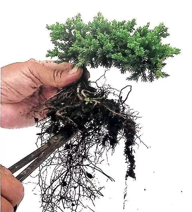 微型盆景的制作步骤_腾讯新闻
