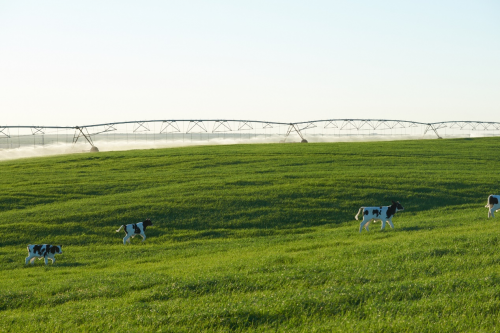 持续布局优质奶源朴诚乳业战略入股澳亚牧场