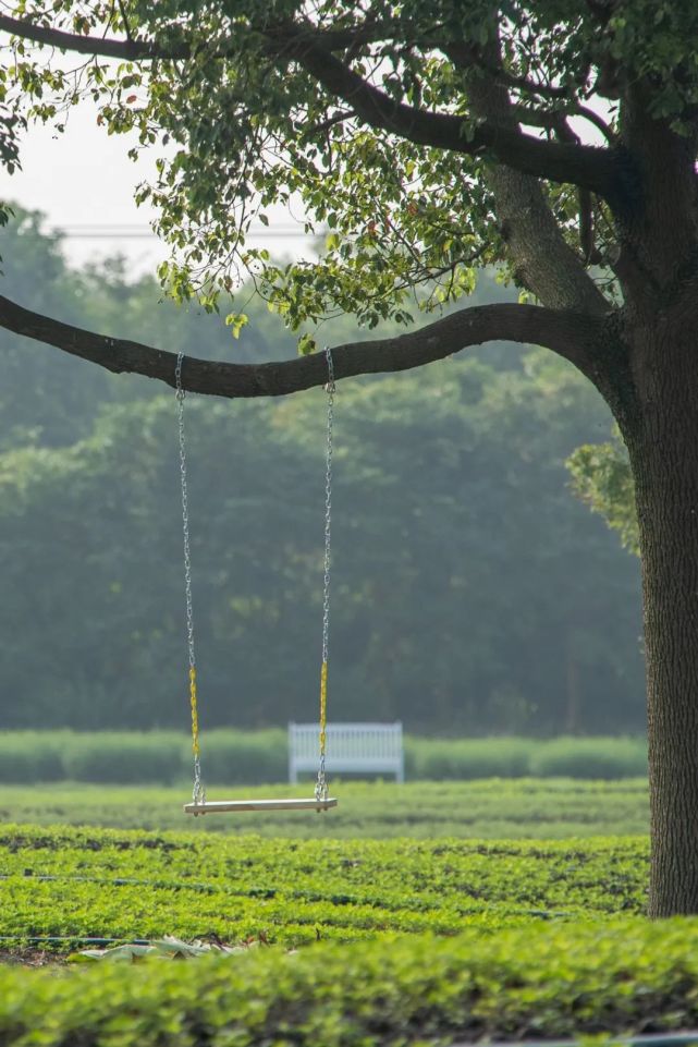 金山这里的百花如约而至更有怦然心动的同款秋千