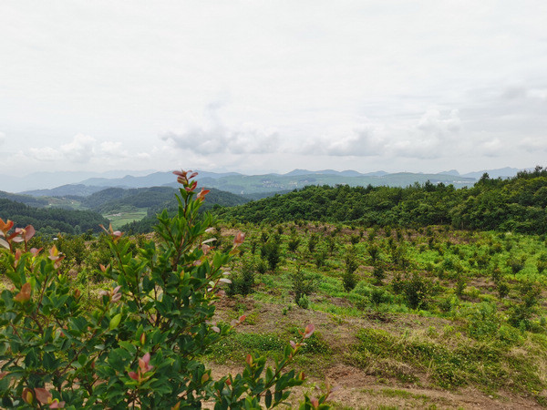 思南县油茶果果挂树梢丰收喜悦满上腰