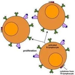 【nature子刊】重磅!免疫细胞能够转化为杀伤细胞?
