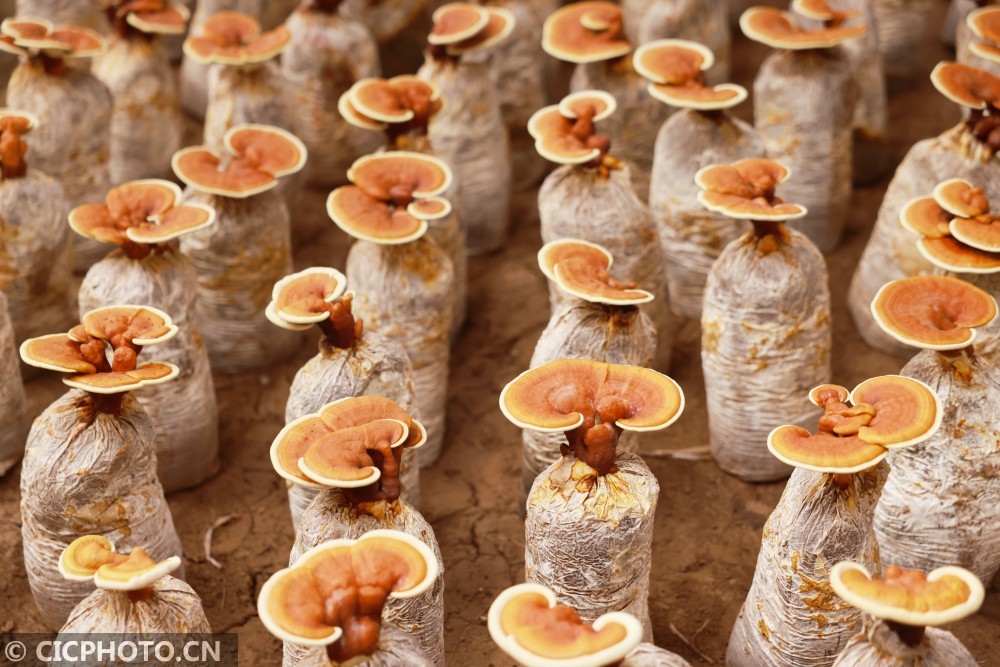 河北广宗灵芝开出致富花