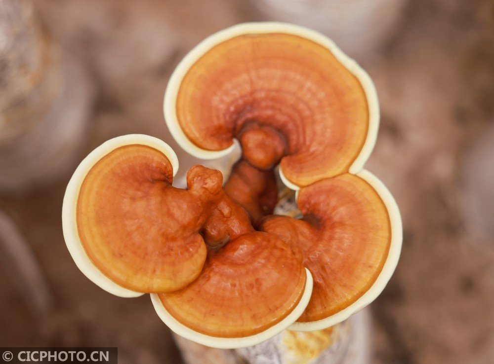 河北广宗灵芝开出致富花