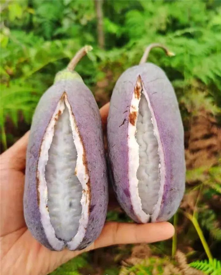 八月瓜成"致富果"‖普安发展新兴农业产业助推乡村振兴