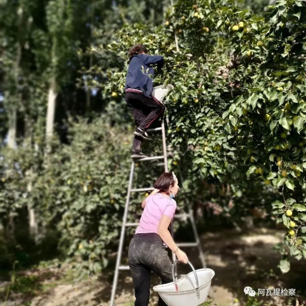 阿瓦提人民检察院驻团结村工作队及时对辖区果农进行