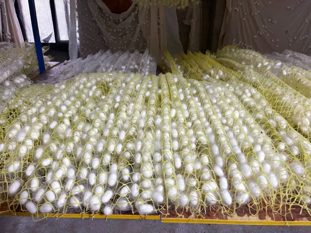 【盘州发布】盘州村民如何致富?看这小小的白色蚕茧