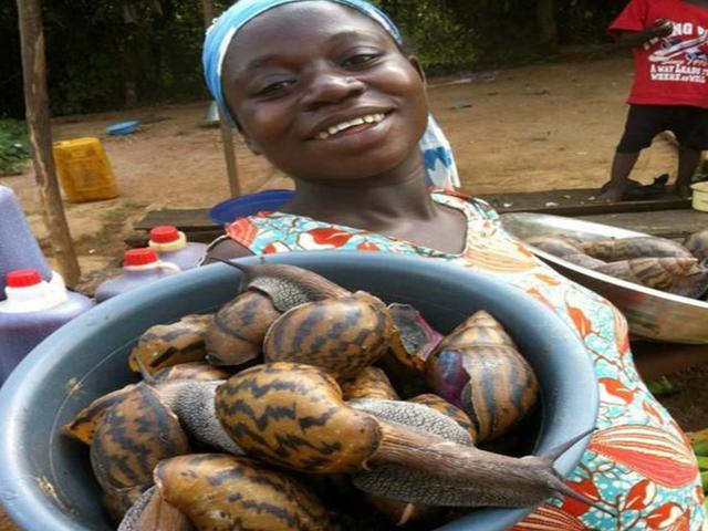 吃蜗牛佩服非洲人当地蜗牛差点灭绝多亏专家来帮忙