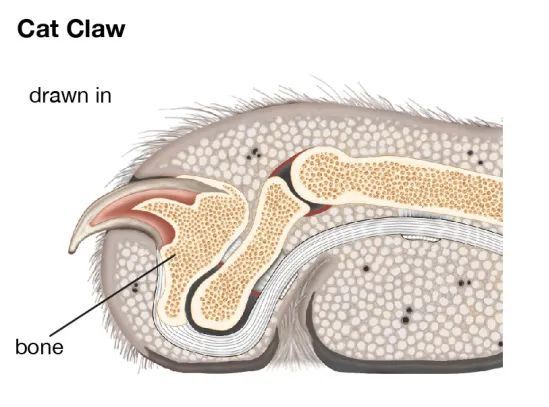 猫咪指甲结构示意图图片
