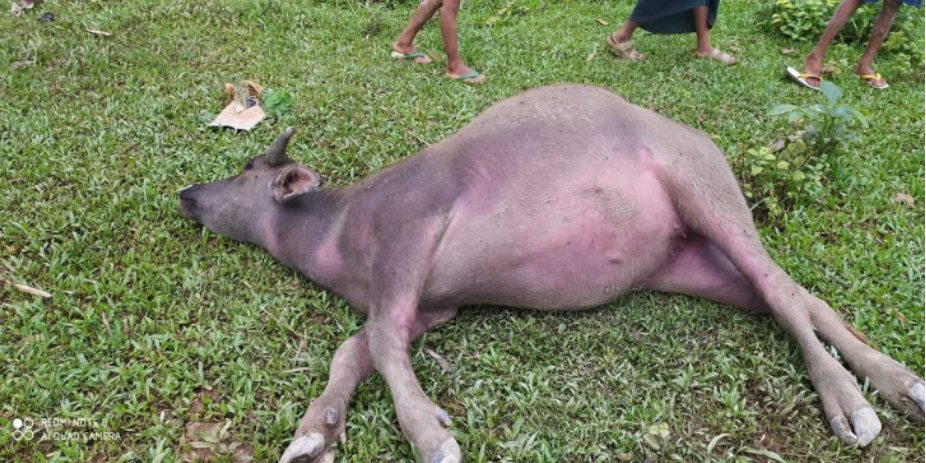 缅北克钦小村庄一周不到8头牛接连突然死亡民众担心是传染病