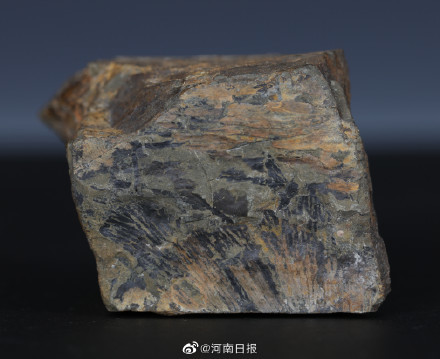 河南发现20亿年蓝藻化石