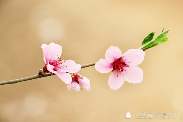 12生肖9月的桃花运如何谁的桃花香谁的桃花真谁的桃花格外艳