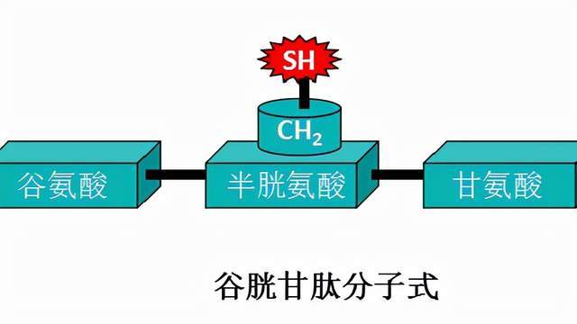 谷胱甘肽组成图片