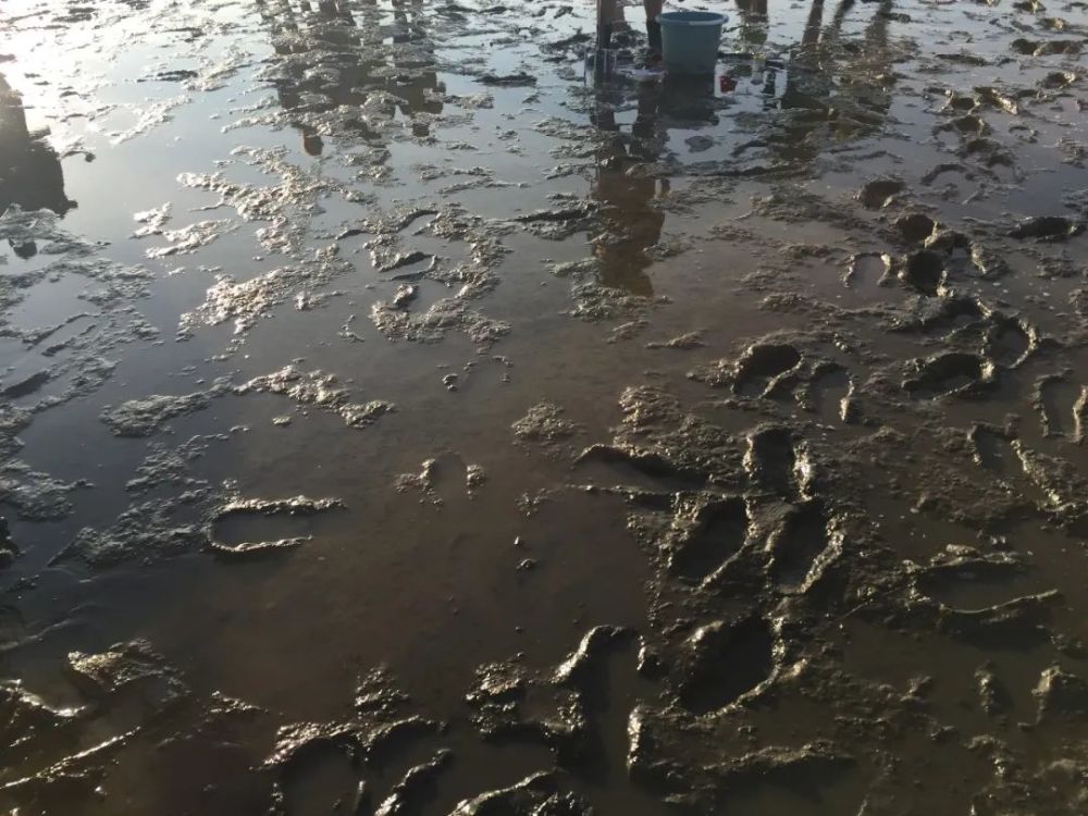 【风景】解锁德国北海泥滩徒步