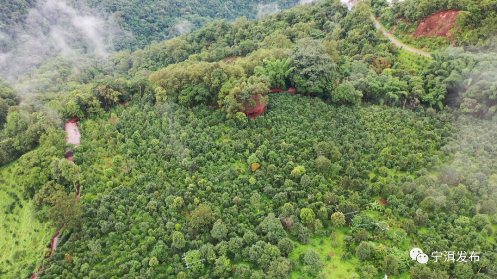 生物多样性茶林共生探寻困鹿山古茶园别样秋景
