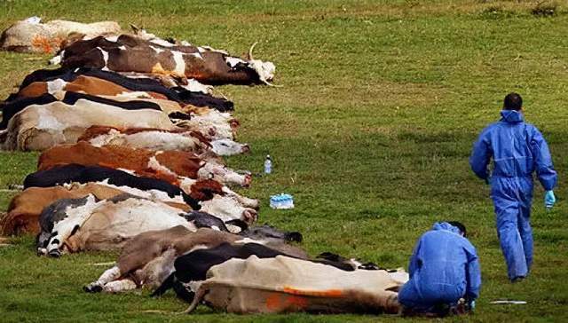 炭疽病袭来病源是什么警惕最适宜它生长的温度是人体