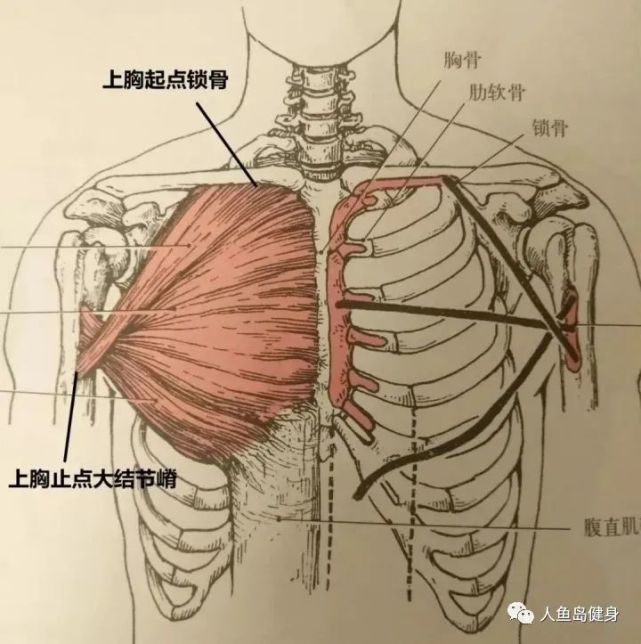 從冠狀面上看,起點要高於止點;它的主要功能:水平內收,屈肩,肱骨內旋