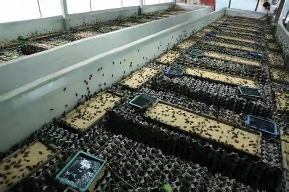 高科技养殖蟋蟀,tiny farms 是第一家『对昆虫有生理和心理反应的请