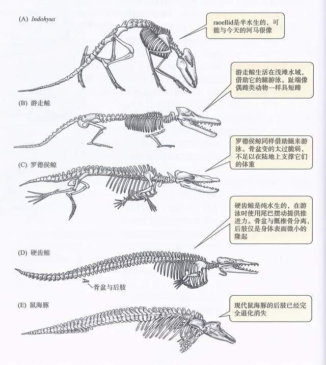 鲸鱼的祖先进化图图片