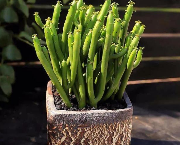 5种有毒多肉植物你家可能就有一盆不知道会吃大亏