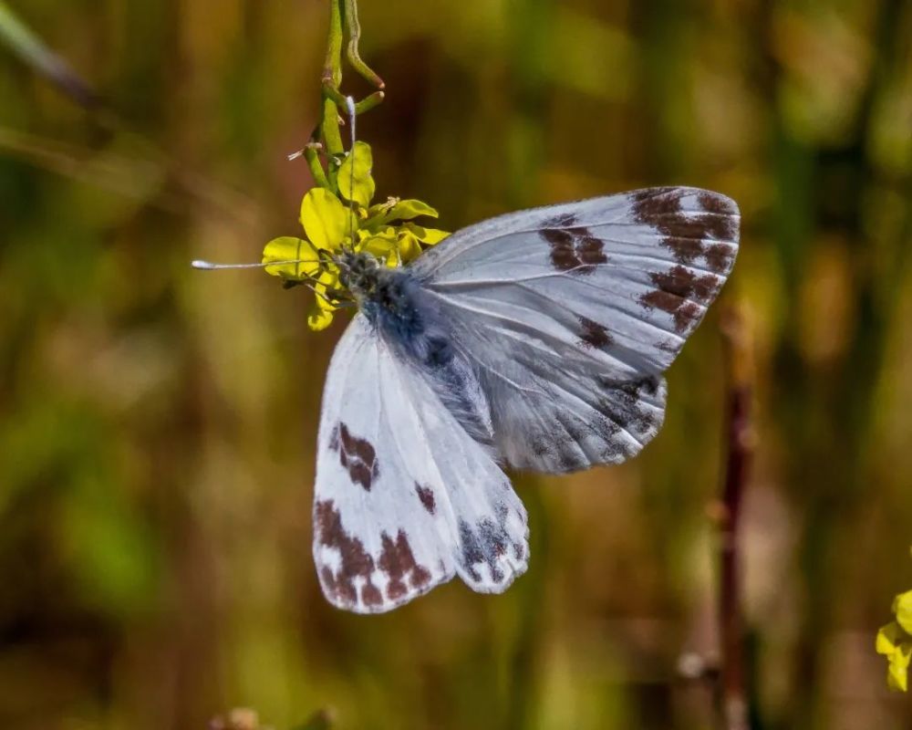 昆虫你小时候抓过的虫子里很可能有这种小花蝴蝶