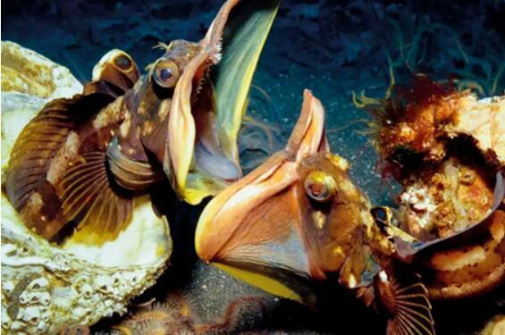 长着大嘴巴的鱼——勃氏新热鳚