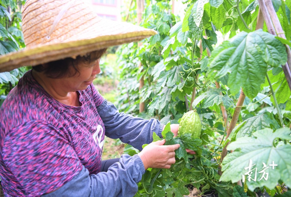 食在五邑:在蓬江遇见爽脆无渣的杜阮凉瓜和韧劲十足荷塘鱼饼