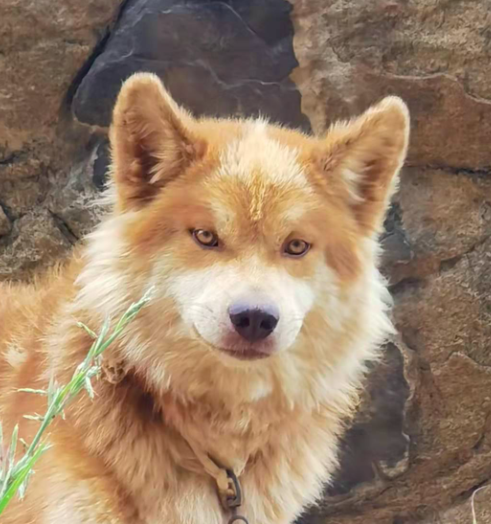 狗狗:"来者何人?报上名来!