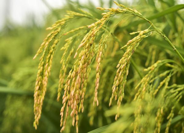 重庆大足2米高巨人稻试种成功禾下乘凉梦更近一步