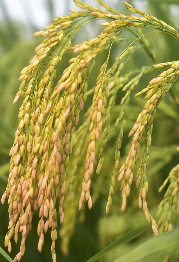 重庆大足2米高"巨人稻"试种成功 "禾下乘凉梦"更近一步_腾讯新闻