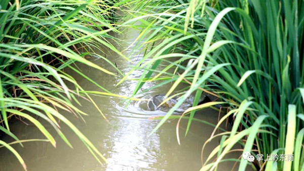 岑巩稻鱼共生生态种养模式喜迎双丰收