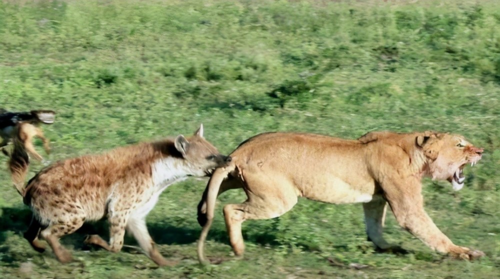 狮子与鬣狗大战两头狮子将口中的鬣狗用来拔河直接撕成两段